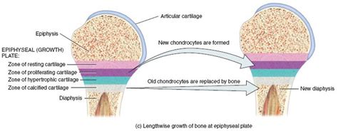 Bone Growth Elongation Of The Bone Is Due To The Epiphyseal Plate