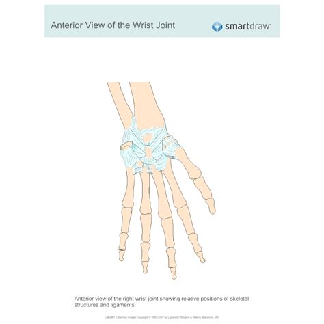 View Of The Wrist Joint Anterior