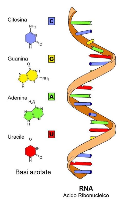Pengertian Materi Genetik DNA Dan RNA Lengkap Bookaq