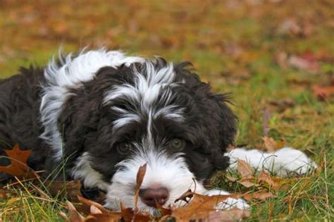 9 Fuzzy Facts About The Portuguese Water Dog Portuguese Water Dog
