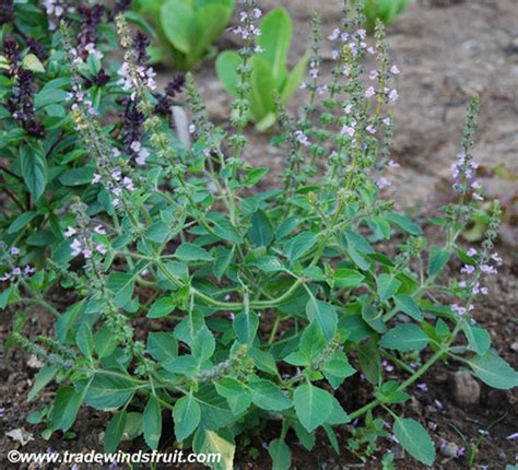 Ocimum Basilicum Basil Spice Seeds