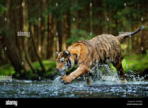 Amur Tiger Running In The Water Siberia Dangerous Animal Tajga