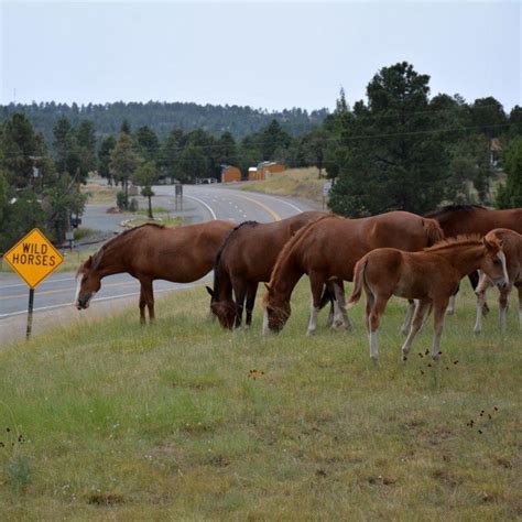 Wild Horses Of Lincoln County Wholc Placitas Nm