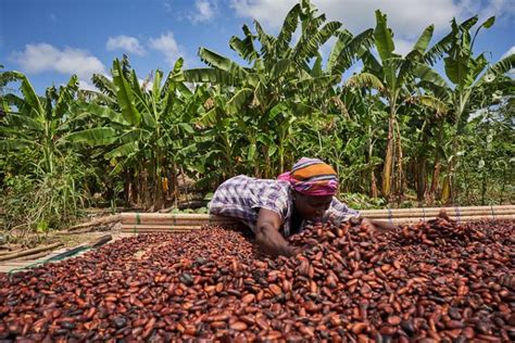 Scientists Devise Biosensor To Tackle Cocoa Disease And Protect Farmers