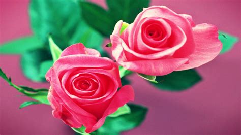 Beautiful Rose Flowers Wallpapers Wallpaper Cave