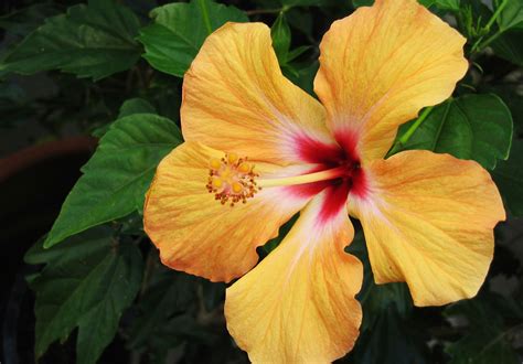 Tips On Caring For Hibiscus Plants