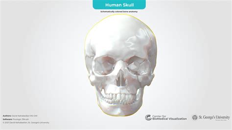 Human Skull Anatomy 3d Model By The Center For Biomedical