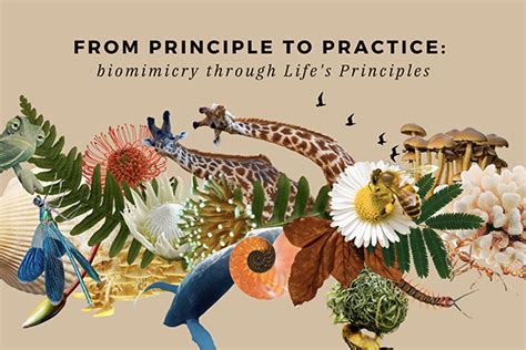 An Introduction To Lifes Principles Biomimicry Institute