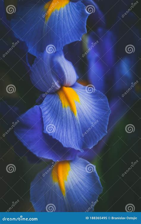 Beautiful Blue Iris Flower Close Up Macro Shot Shallow Dof Stock Image
