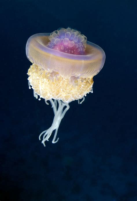 10 Extraordinary Jellyfish Species Mnn Mother Nature