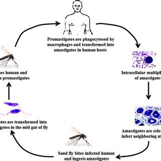 Schematic Representation Showing The Life Cycle Of Leishmania Donovani Download Scientific