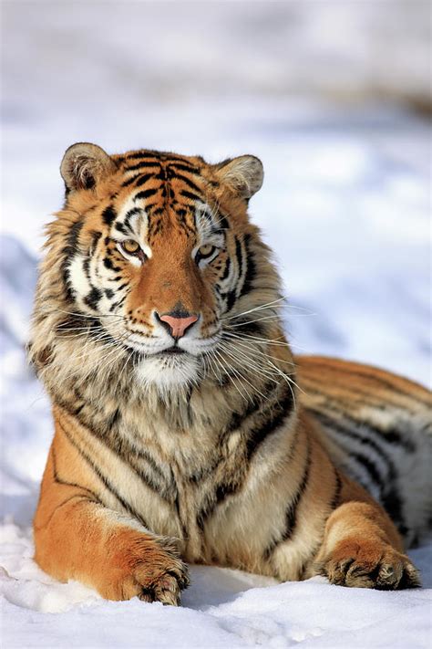 Siberian Tiger Panthera Tigris Altaica By Tier Und Naturfotografie J