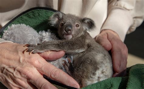 Zoo Caring For Koala Joey Whose Mom Died Of Cancer Fox 5 San Diego