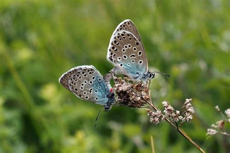 Large Blue Butterflies Reintroduced To The Cotswolds For The First Time