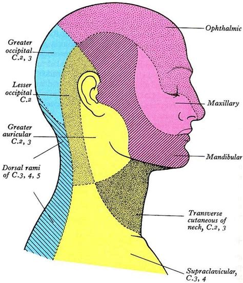 Cranial Dermatome Map