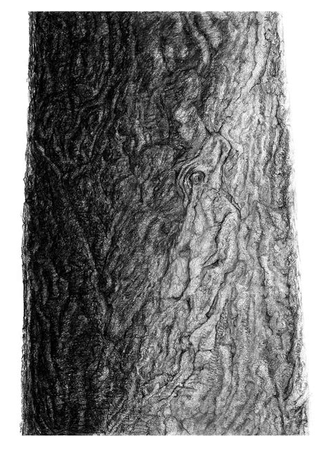 Bark Study I Charcoal On Paper A Contemporary Drawing Of A Pine Tree
