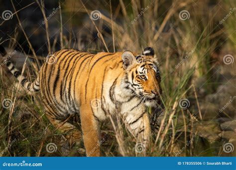 Wild Bengal Tiger At Dhikala Zone Of Jim Corbett National Park Stock