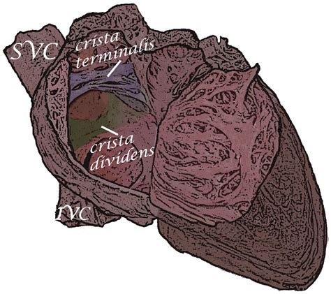 Cavoatrial Junction And Central Venous Anatomy Implications For