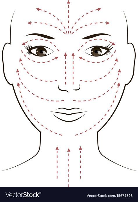 Facial Massage Lines For Applying Cream On Face Vector Image