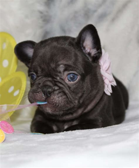 All of our dogs and puppies are akc registered. French Bulldog Puppies For Sale - Pets4You.com