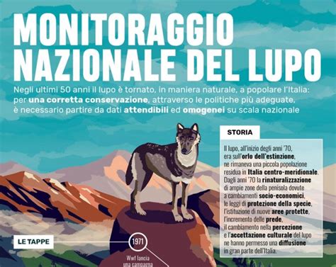 Il Monitoraggio Nazionale Del Lupo Spiegato In Uninfografica Cai