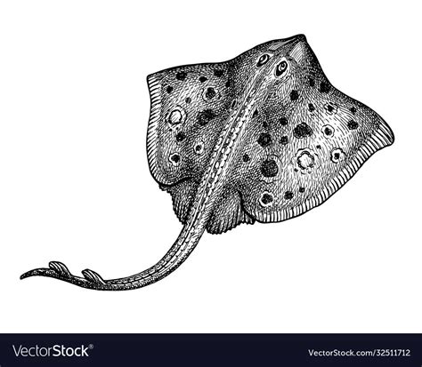 How To Draw A Realistic Stingray
