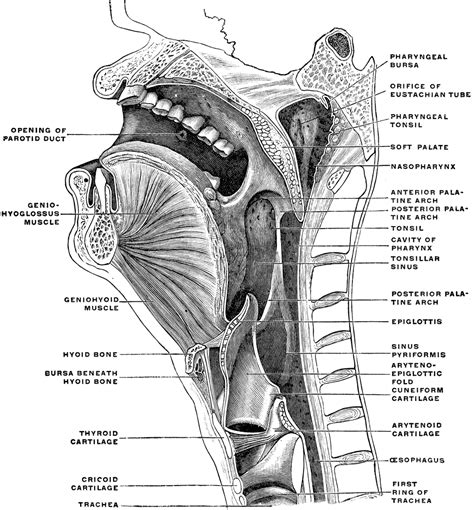 The longus capitis and rectus capitis anterior are the direct antagonists of the muscles at the back of the neck, serving to restore the head to its natural position after it has been drawn backward. Sagittal Section of the Head and Neck | ClipArt ETC