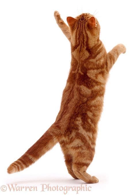 Photograph Of Ginger Cat Reaching Up Rights Managed White Background