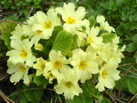 Yellow Primrose Flower Spring Flowers