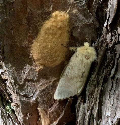as caterpillars turn into gypsy moths a respite for trees