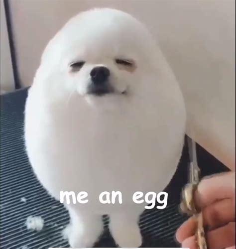 Egg Dog Meme By Fog1 Memedroid