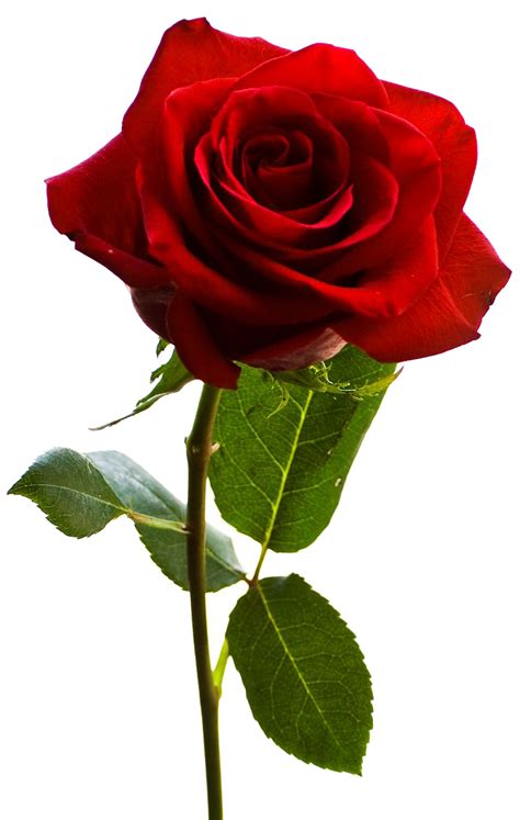 Rose Png Transparent Images Png All