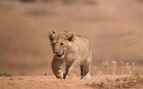 lions, Cubs, Animals, Wallpapers Wallpapers HD / Desktop and Mobile ...