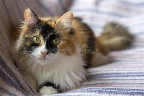 Beautiful Long Haired Calico Cat Stock Image Image Of Haired Fluffy