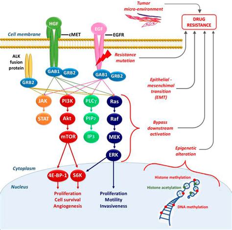 Schematic Overview Of The Signaling Through Egfr And Other Receptor