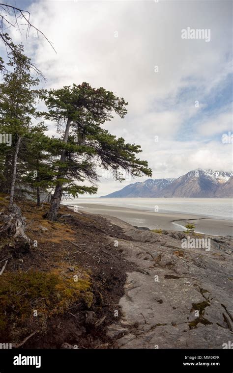 Turnagain Arm Tidal Flats Trees Mountains And Water Near Hope