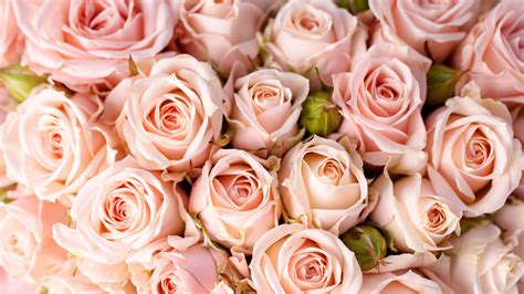 Wallpaper Roses 5k 4k Wallpaper 8k Flowers Pink Nature 5346