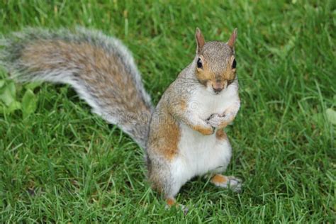 Squirrel In Hyde Park In London Stock Image Image Of Standing