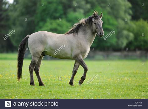 Le tarpan est l'une des races de chevaux les plus anciennes : Tarpan (Equus ferus gmelini, Equus gmelini), selective ...