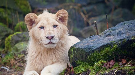 Lion Big Cats 4k Hd Animals 4k Wallpapers Images