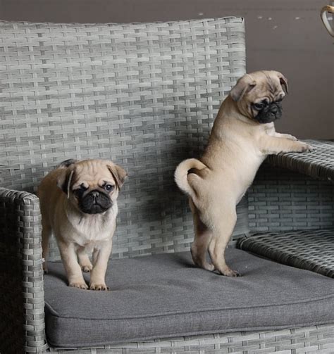 Male And Female Cute Pug Puppies For Adoption Now Offer