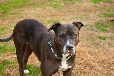 Explore @helpinglostpets twitter profile and download videos and photos help is free, map based & worldwide, use this link to list your lost or a found pet: Lost, Missing Dog - Pit Bull - Royston, GA, USA 30662 on ...