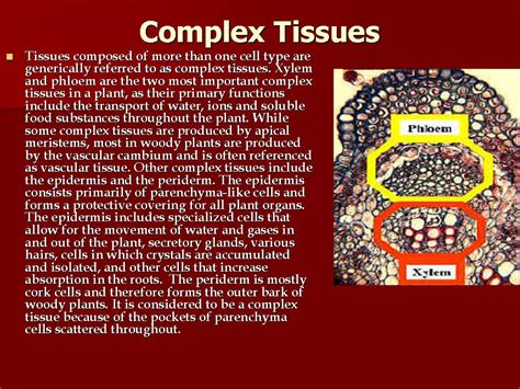 Complex Tissues Xylemphloem