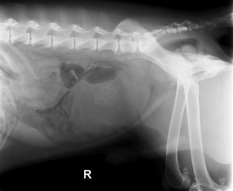 Helpful Tips For Abdominal Radiography • Mspca Angell