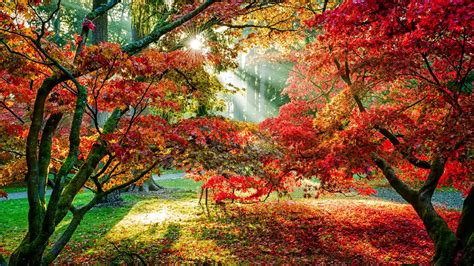 Sun Shining On Autumn Trees Hd Wallpaper Background Image 2048x1152