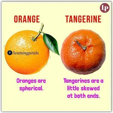 Orange Versus Tangerine Confusing Words Learn English Vocabulary