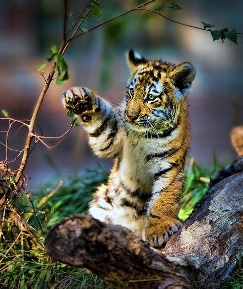 Baby Tiger Practice Swat Photograph By Todd Ryburn Photography