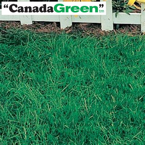 6lbs Canada Green Grass Seed Seeds And Bulbs