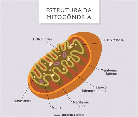 Mitocôndrias Funções Características E Estrutura Resumo Completo