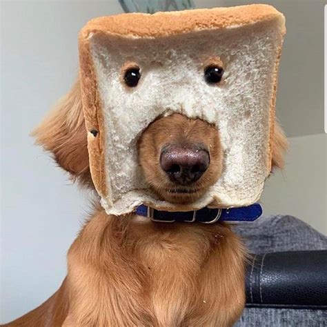 Psbattle This Dog With A Piece Of Bread On Its Face Photoshopbattles